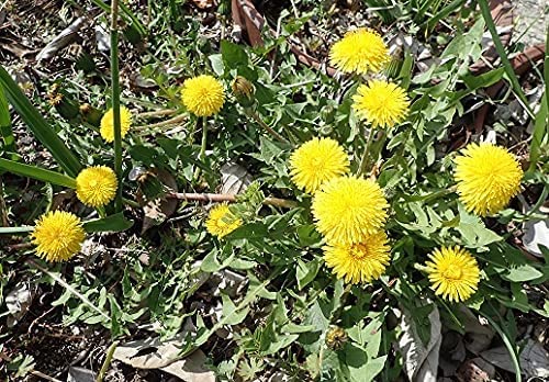 Amazon | 【種子】ダンデライオン（食用たんぽぽ） 藤田種子のタネ